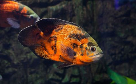 best food for oscar fish|best food for tiger oscars.